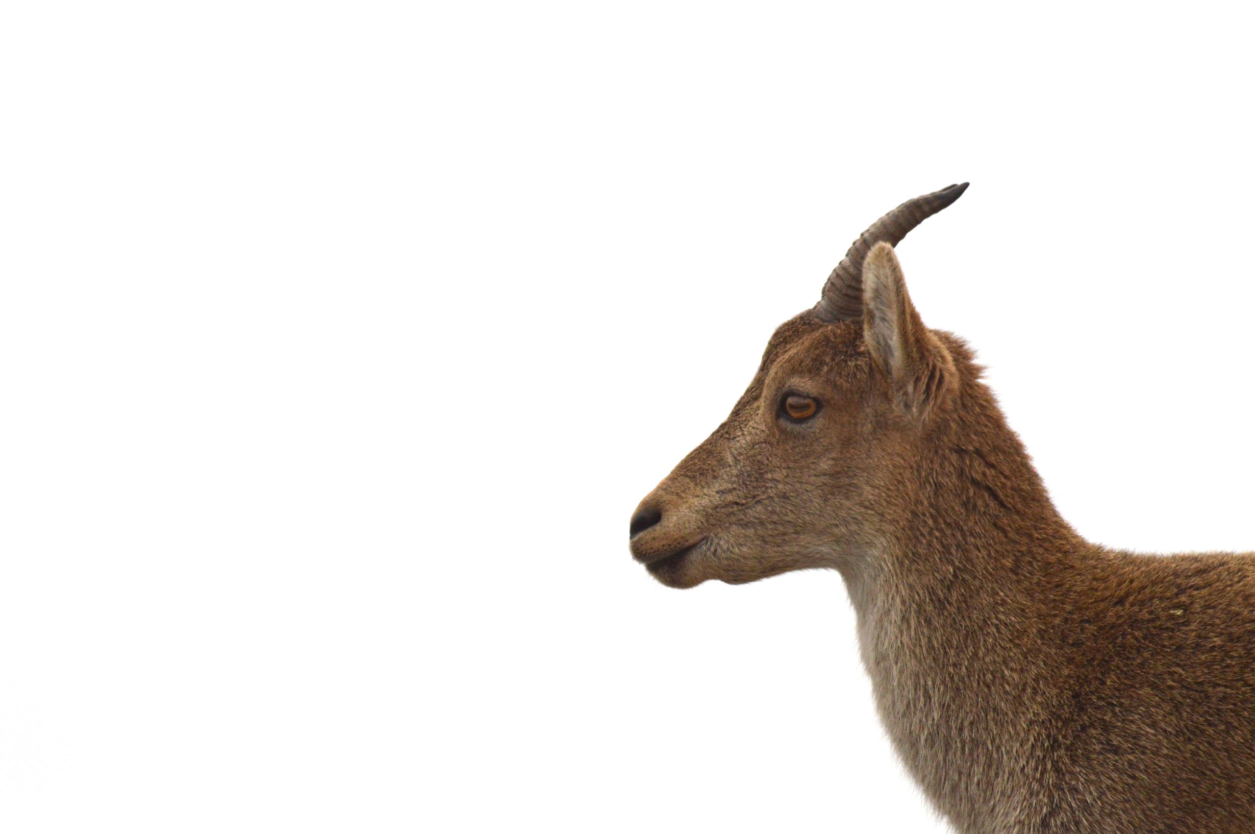 Monte del Pardo, El Faro (173)